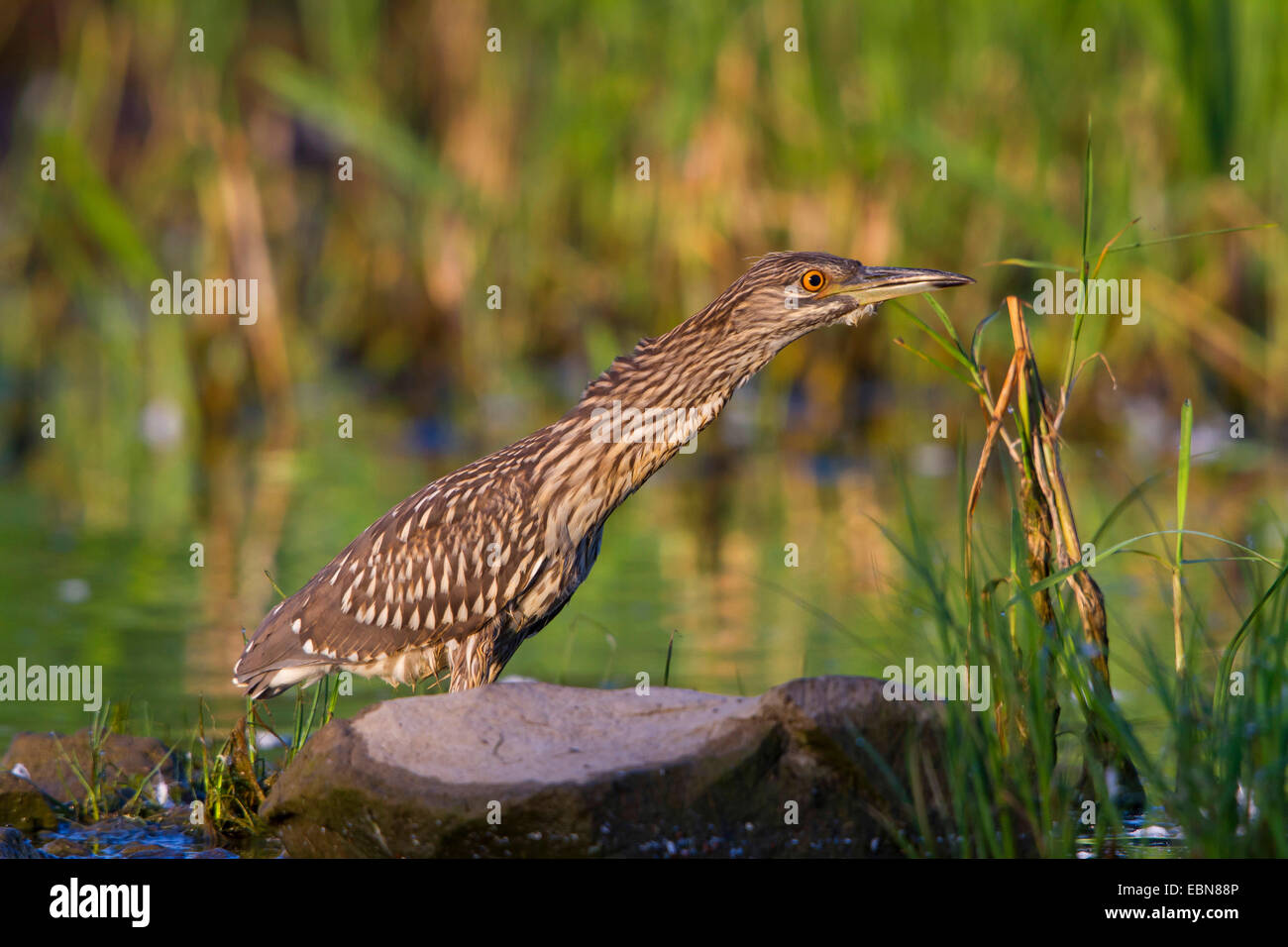 Bihoreau gris (Nycticorax nycticorax), les jeunes sur le night heron se ...