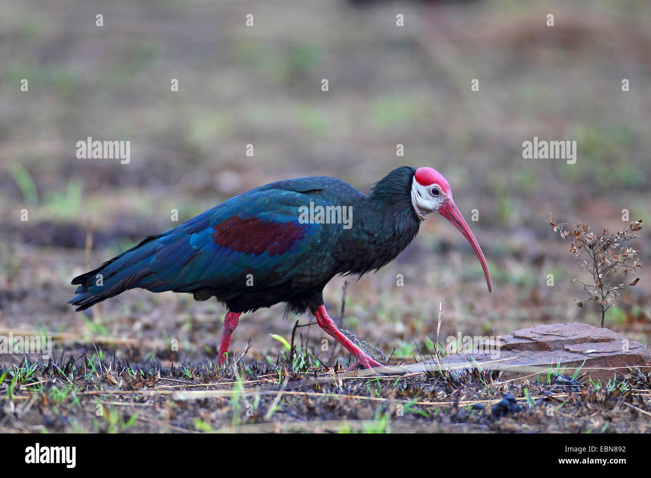 Ibis chauve (Geronticus calvus), ibis chauve à la recherche de nourriture, Afrique du Sud, Ithala Game Reserve Banque D'Images
