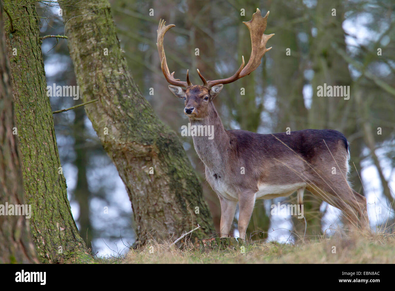 Le daim (Dama dama, Cervus dama), daim noir cerf debout dans une forêt, l'Allemagne, Schleswig-Holstein Banque D'Images