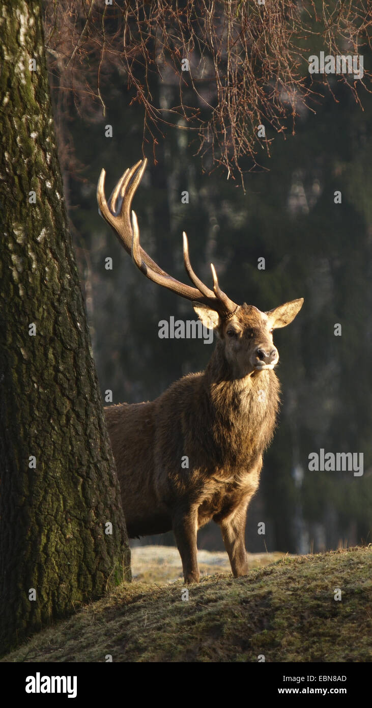 Red Deer (Cervus elaphus), Bull ayant perdu un faisceau principal à la lisière de la forêt , Allemagne Banque D'Images