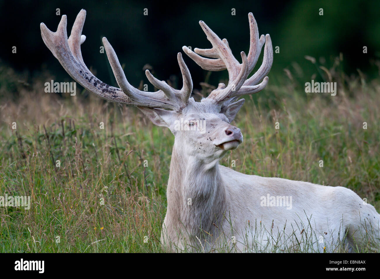 Red Deer (Cervus elaphus), hart avec le bois de velours, Danemark Banque D'Images