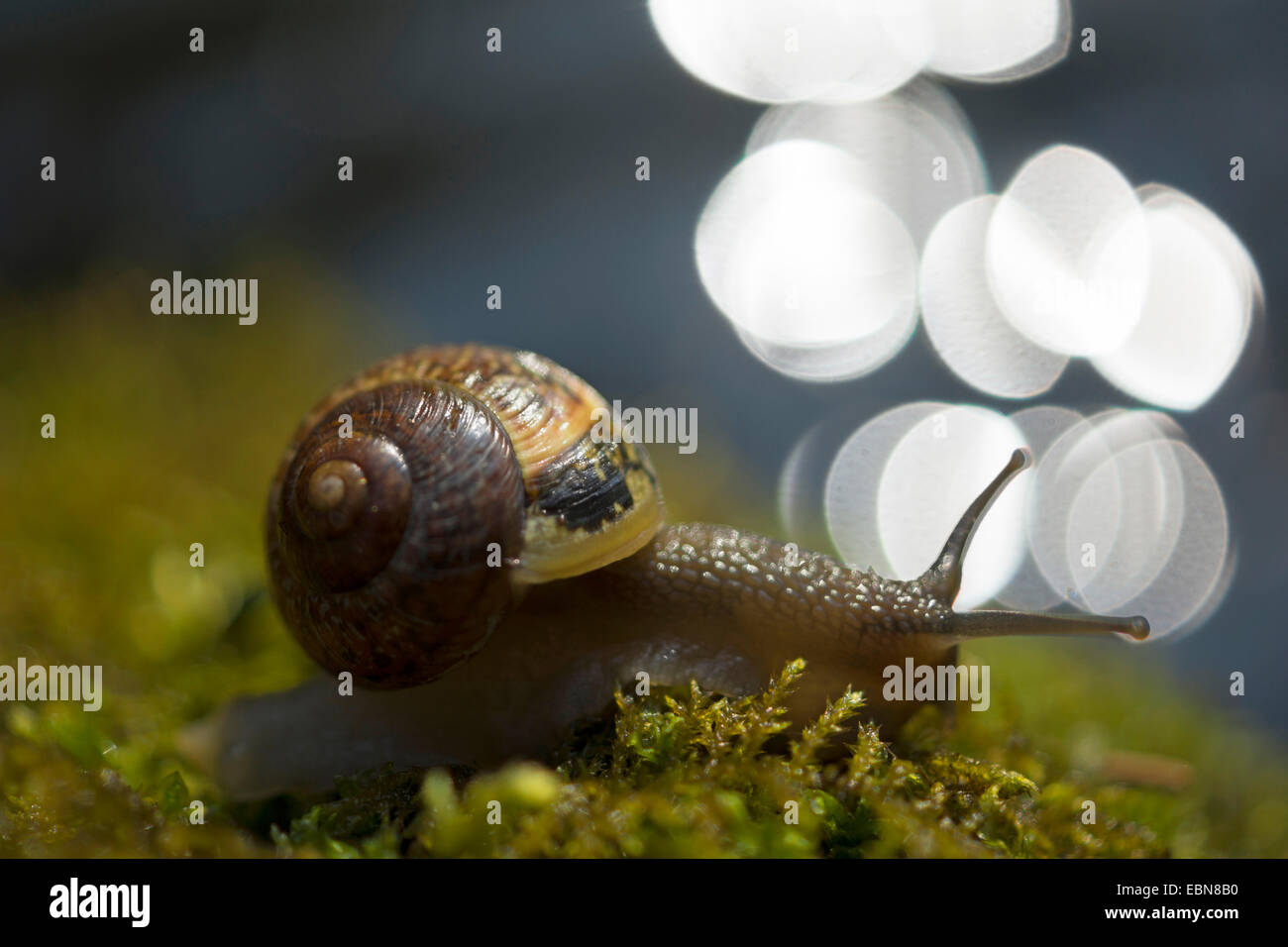 Escargot romain, les escargots, les escargots escargot, escargots, escargot, escargot apple vigne, vigne, vigne escargot snail (Helix pomatia), sur de la mousse, de l'Allemagne, la Saxe Banque D'Images