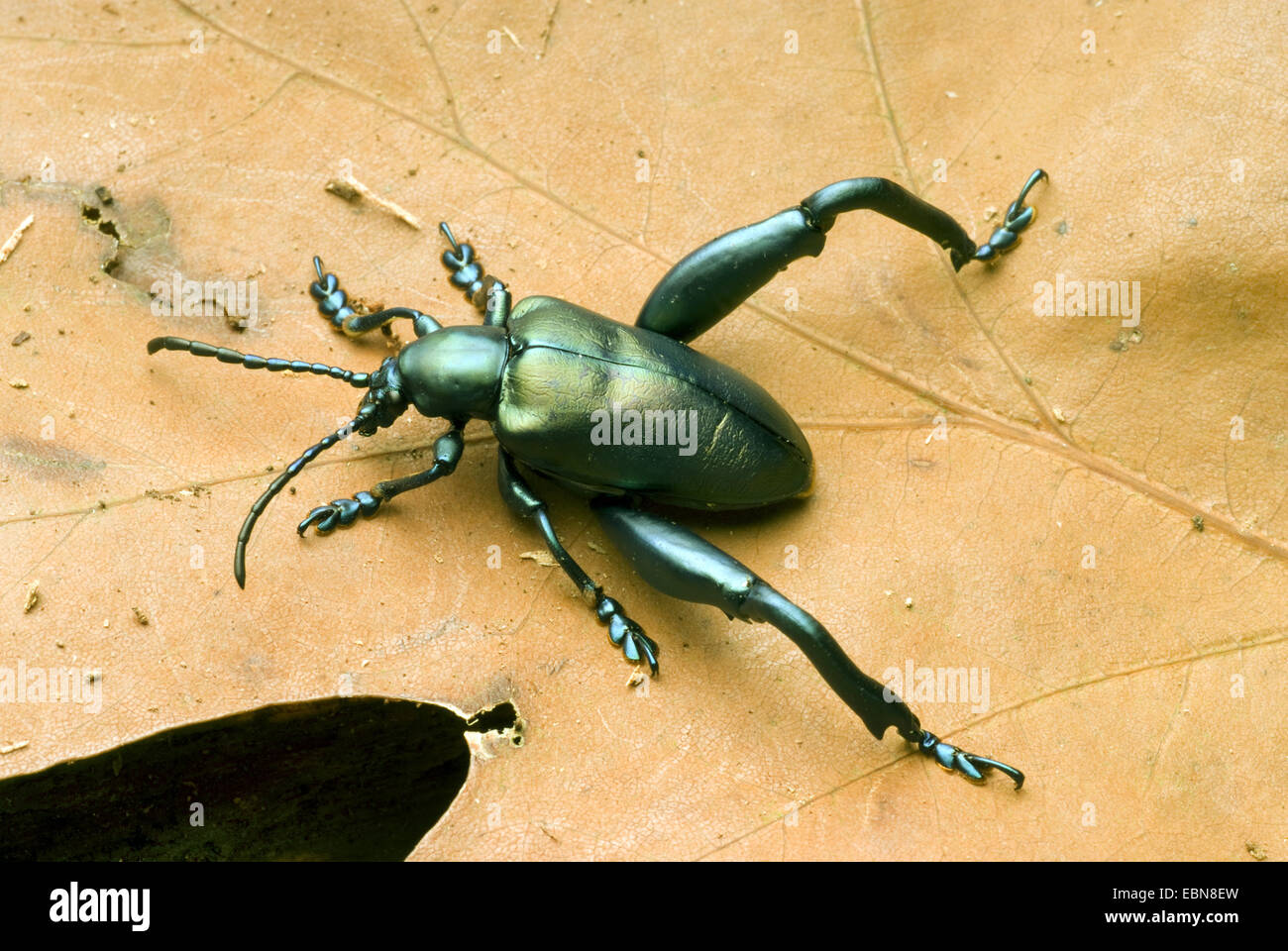 Neon-Frog-legged leaf beetle (Sagra 'Neon', Sagra néon), high angle view Banque D'Images