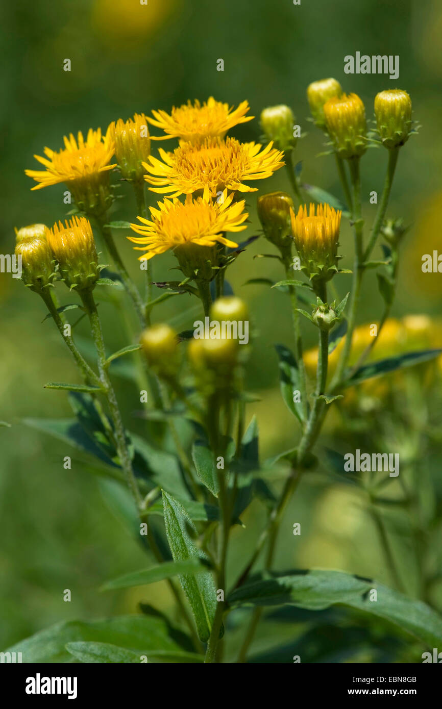 Yellowhead allemand, allemand à tête jaune (Inula germanica), blooming, Allemagne Banque D'Images