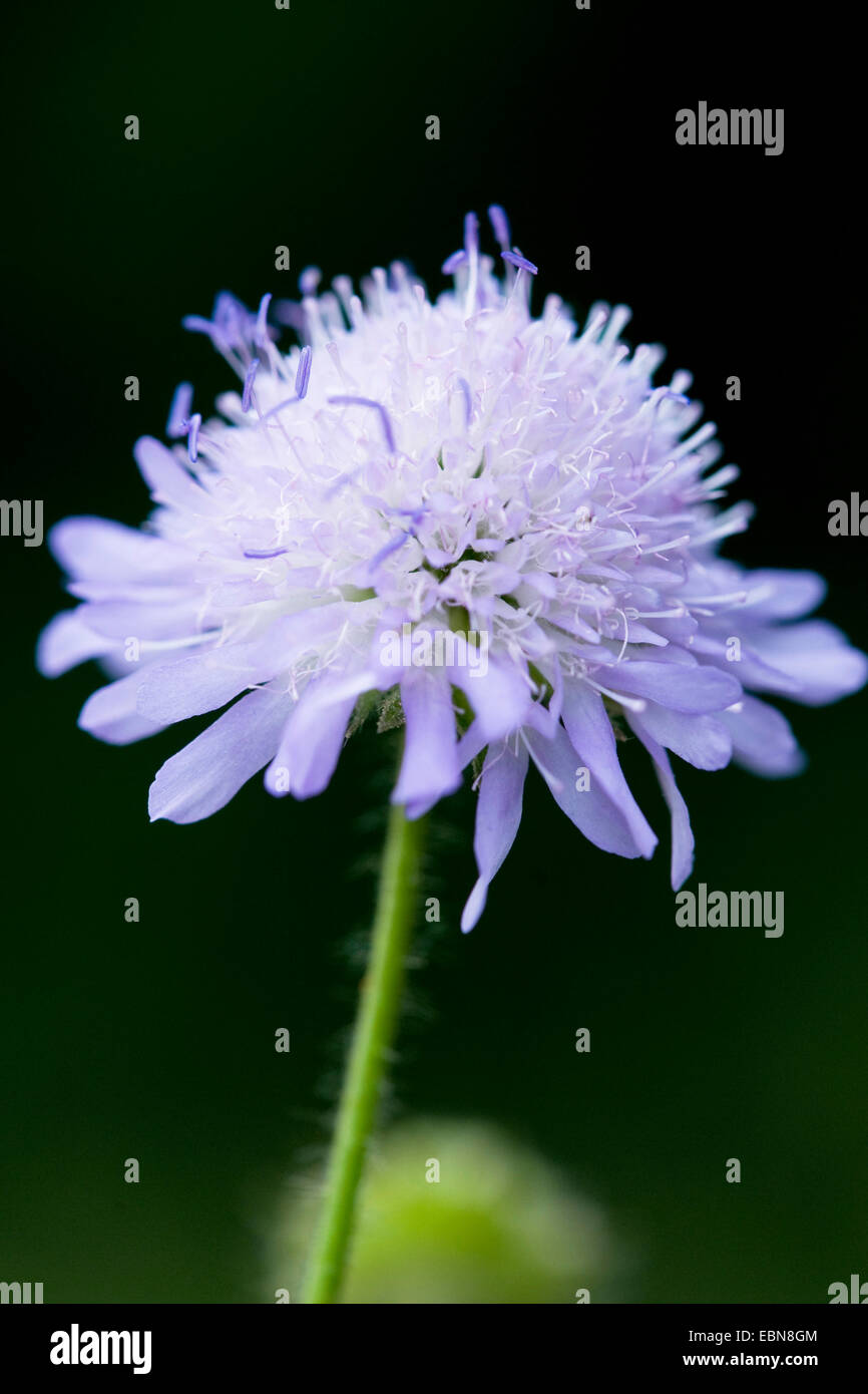 Bouton bleu, field scabious (Knautia arvensis), inflorescence, Allemagne Banque D'Images