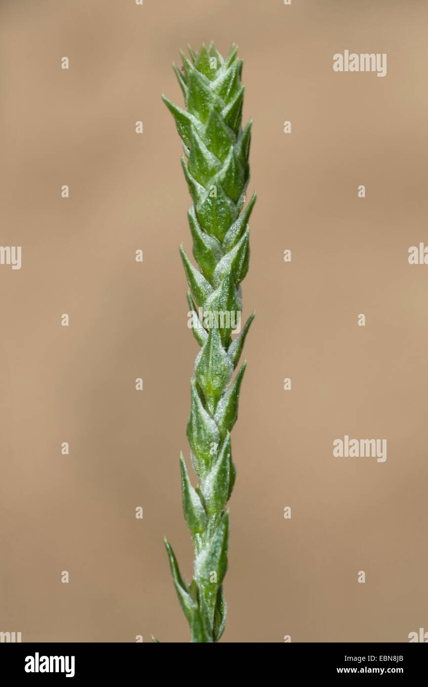 Corispermum leptopterum (Corispermum leptopterum), inflorescence, Allemagne Banque D'Images