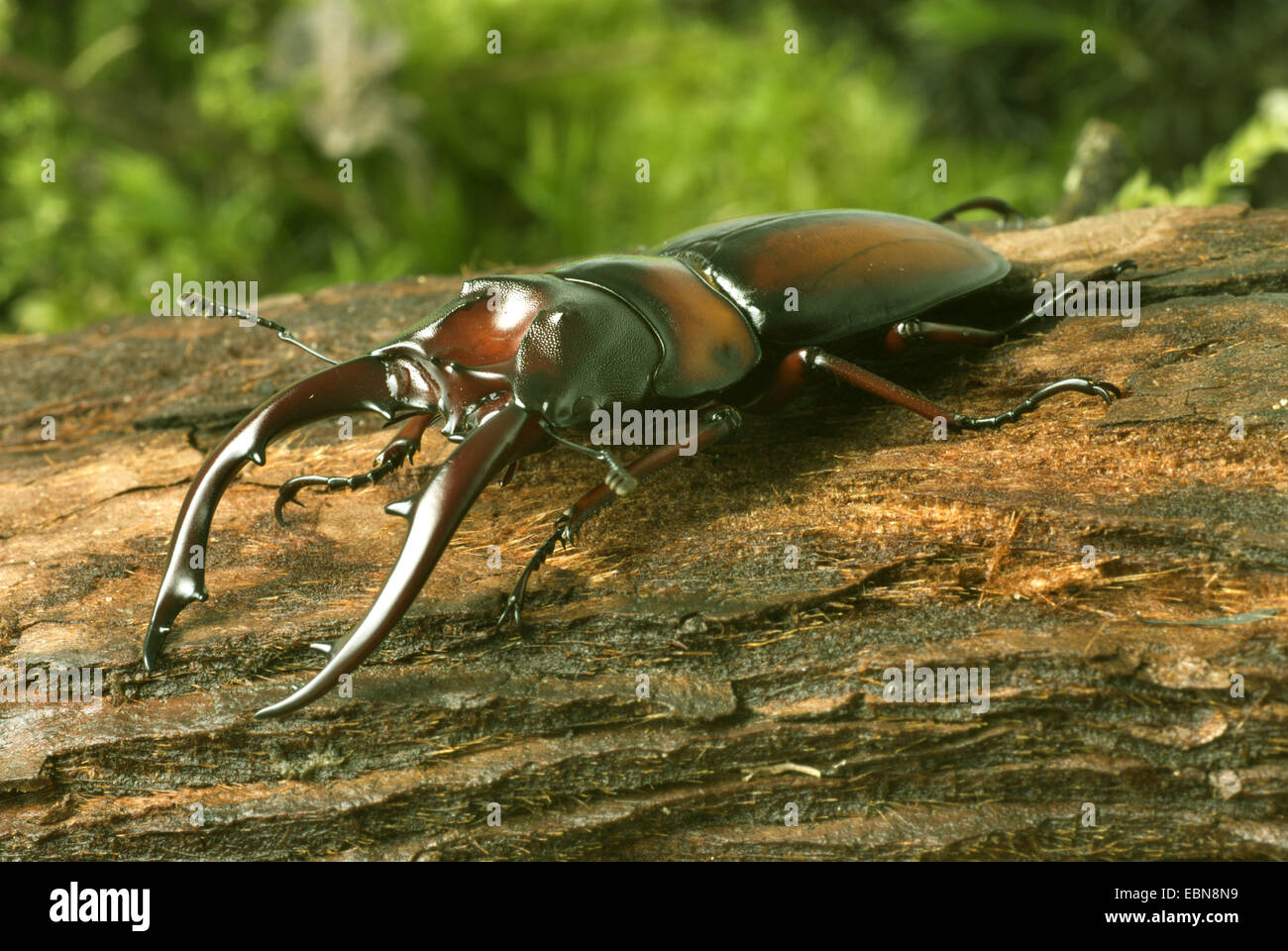 Stag beetle (Prosopocoilus mirabilis), homme, close-up view Banque D'Images