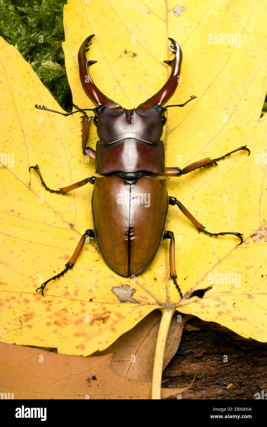 Red Stag (commun Prosopocoilus astacoides), high angle view Banque D'Images