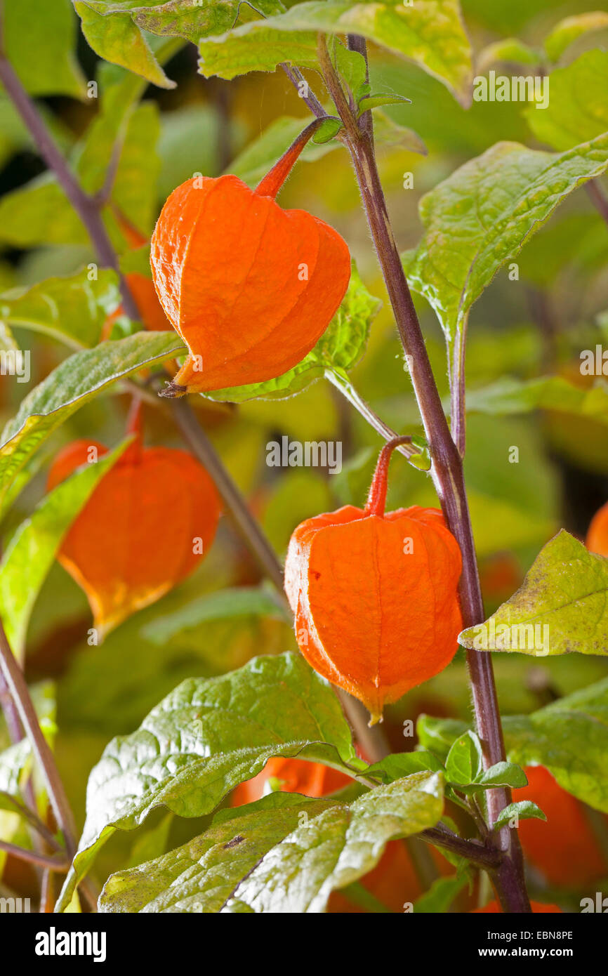 Lampe chinoise, lanterne Japonaise, cerises, fraises d'hiver tomate (Physalis alkekengi), fruits Banque D'Images