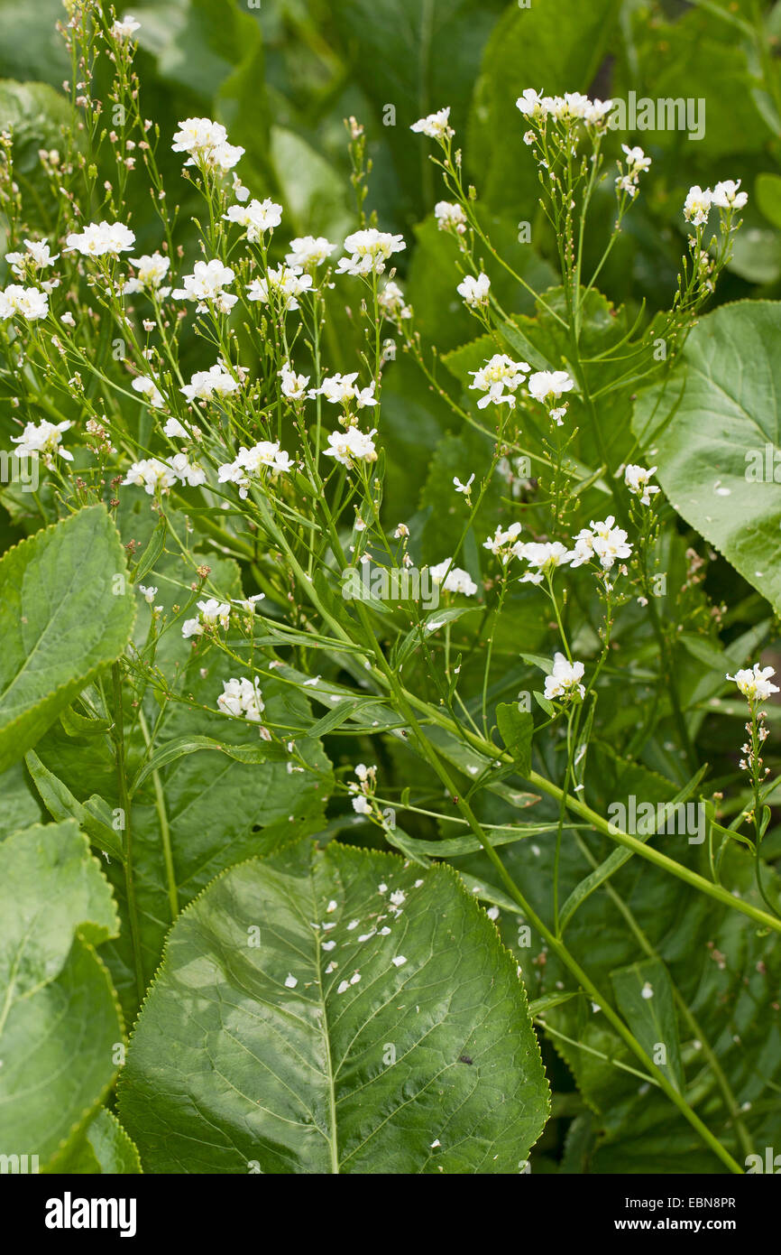 Horse-radis (Armoracia rusticana), blooming, Allemagne Banque D'Images