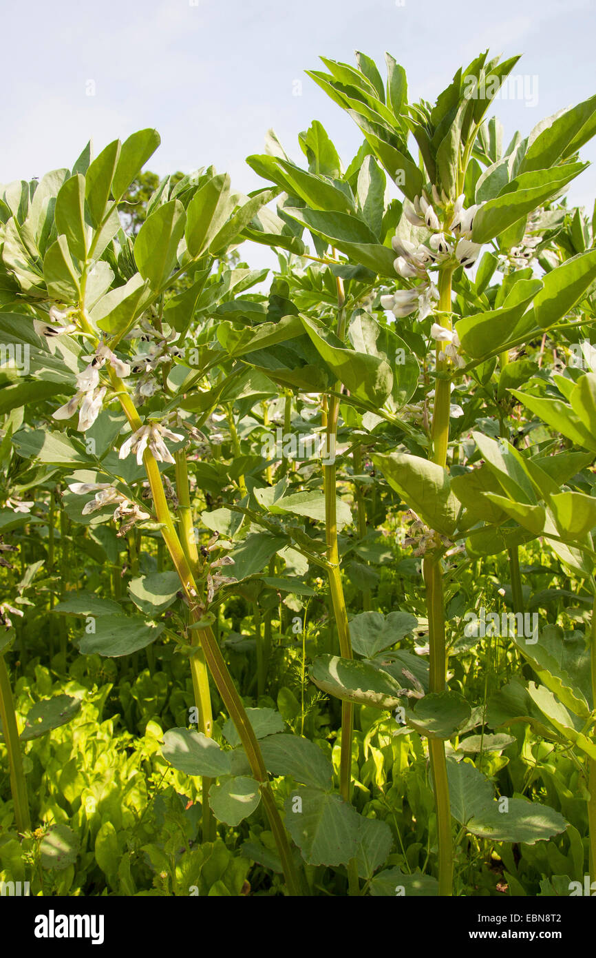 La féverole (Vicia faba), champ fleuri Banque D'Images