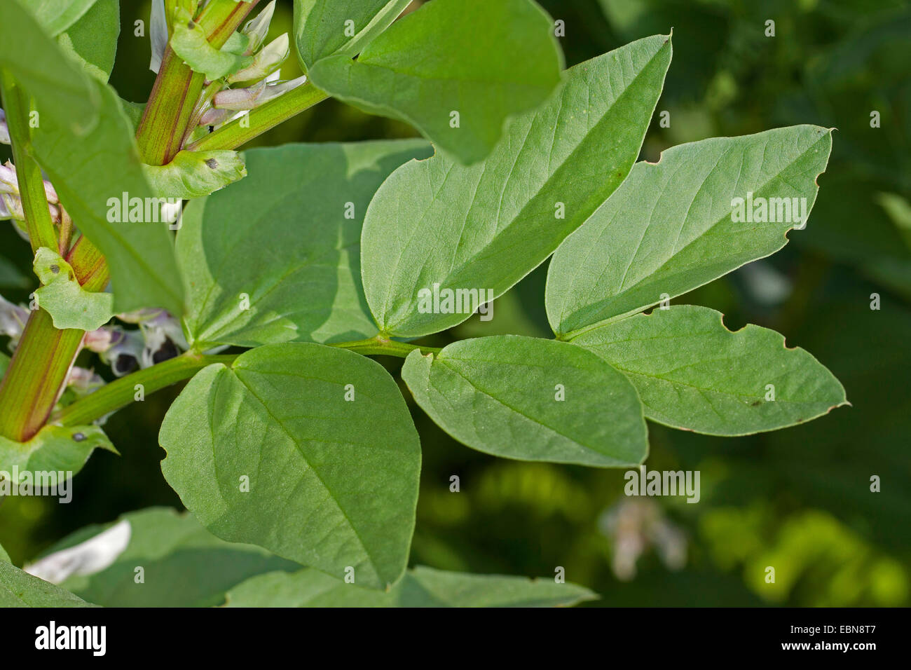 La féverole (Vicia faba), leaf Banque D'Images