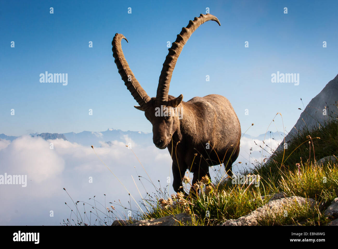 Bouquetin des Alpes (Capra ibex, Capra ibex ibex), homme debout dans une prairie alpine sur les nuages, la Suisse, l'Alpstein, Saentis Banque D'Images