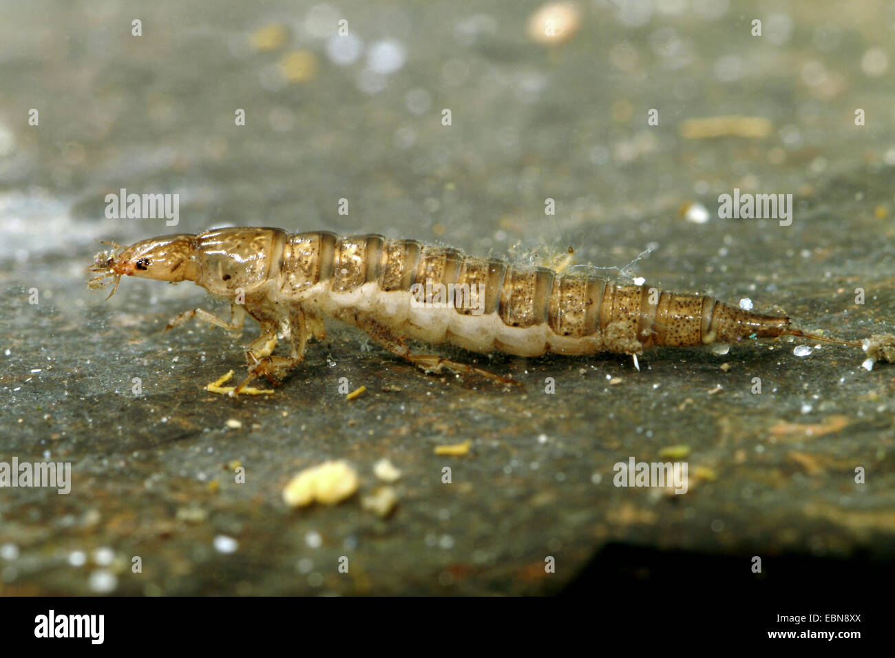 Coléoptère de l'eau (Rhanthus spec.), larve, Allemagne Banque D'Images