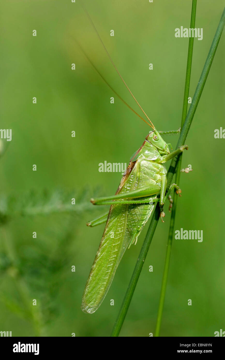 Grande Charte verte (Tettigonia viridissima) bushcricket, assis à un stipe, Allemagne Banque D'Images