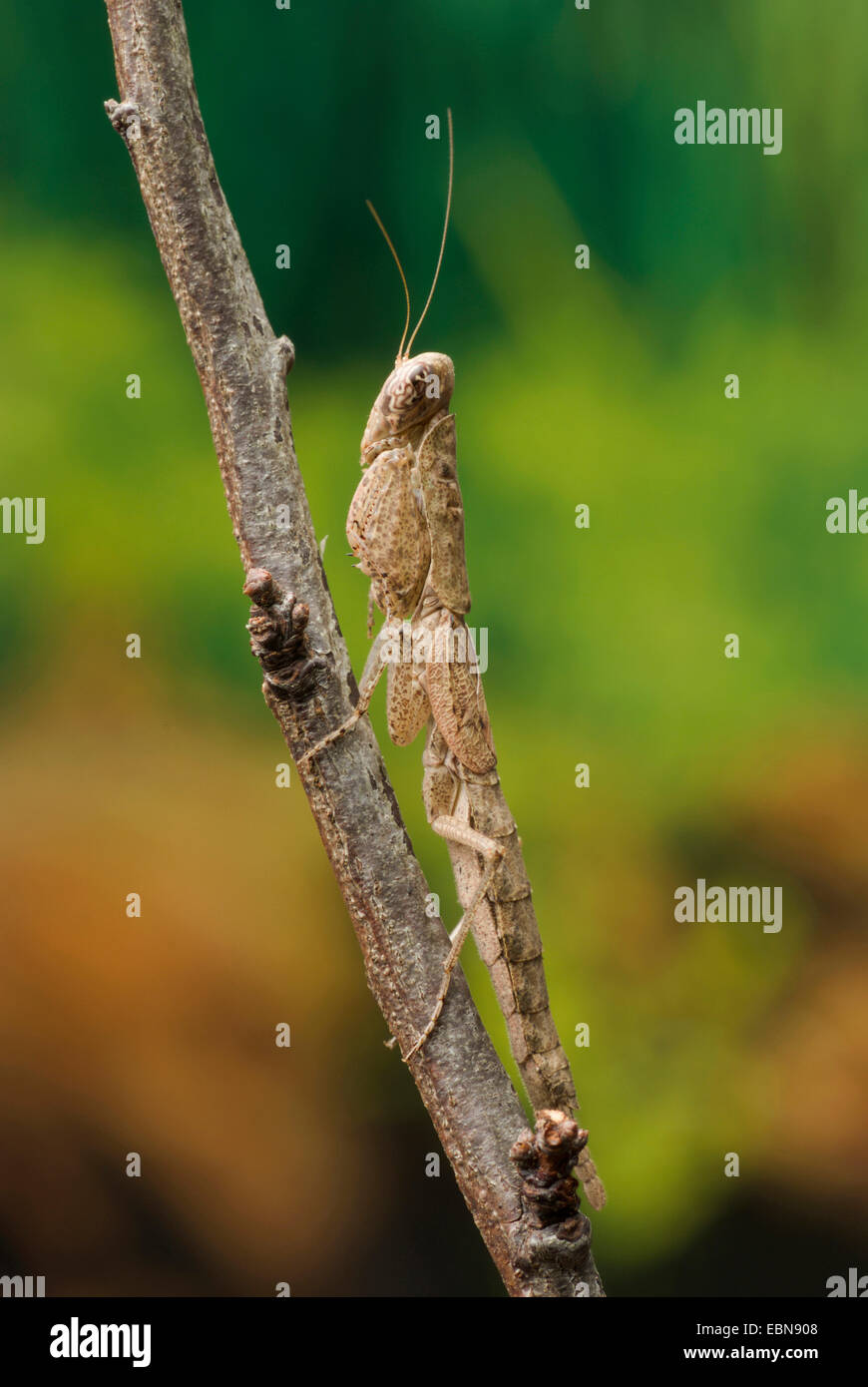 Prier mante (Tarachomantis, spéc.), sur une branche Banque D'Images