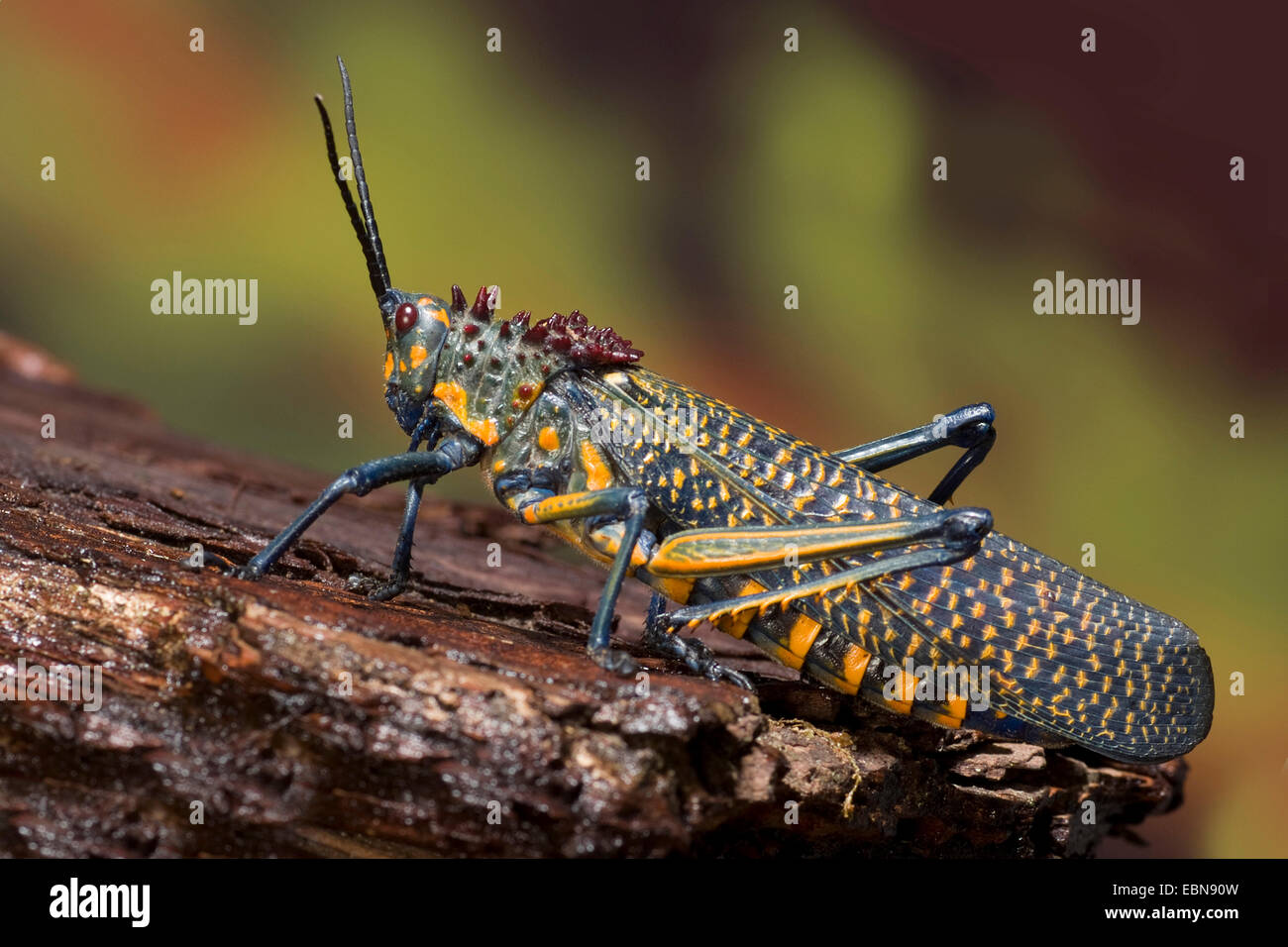 Sauterelle (Phymateus saxosus), sur une branche Banque D'Images