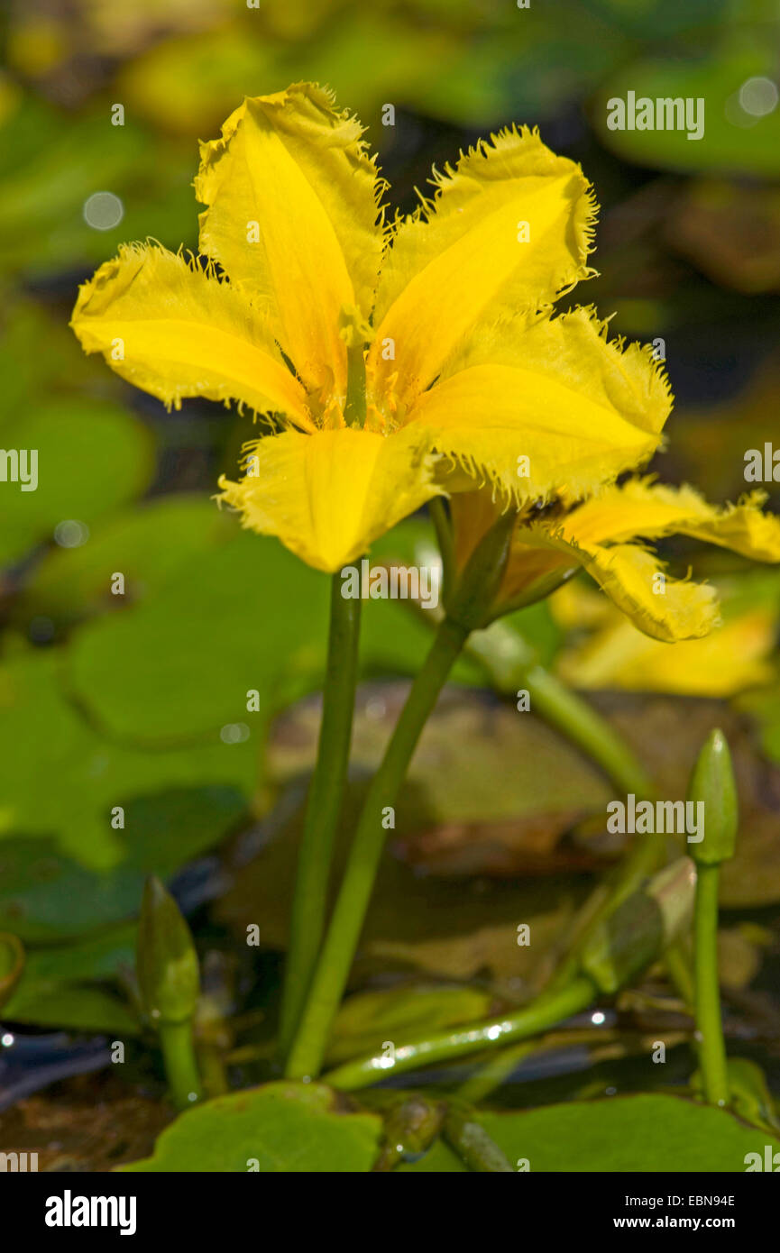 Coeur flottant jaune frangée, Water Lily (Nymphoides peltata), fleur, Allemagne Banque D'Images