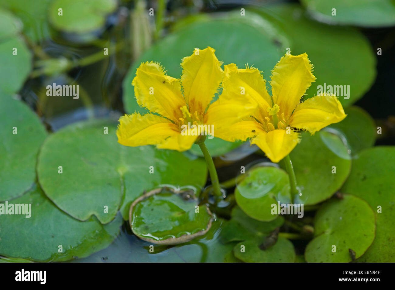 Coeur flottant jaune frangée, Water Lily (Nymphoides peltata), fleur, Allemagne Banque D'Images
