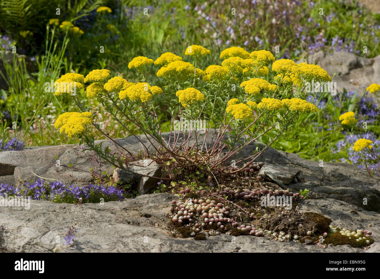Golden Alyssum, touffe d'Or (Alyssum petraea, Aurinia petraea), blooming Banque D'Images