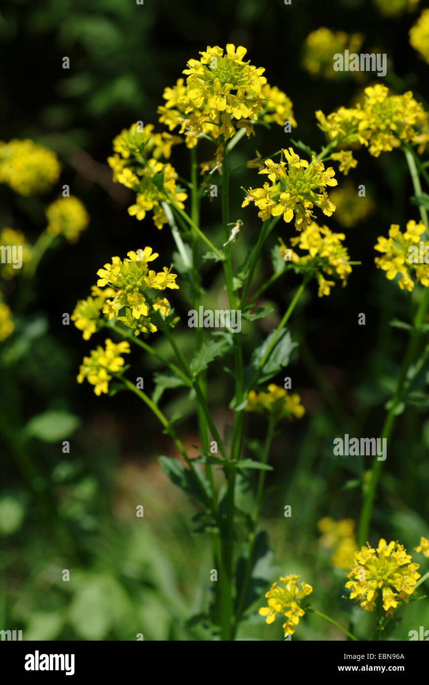 L'hiver, le cresson de jardin commun, wintercress Barbarea vulgaris (fusée jaune), l'inflorescence, Suisse Banque D'Images