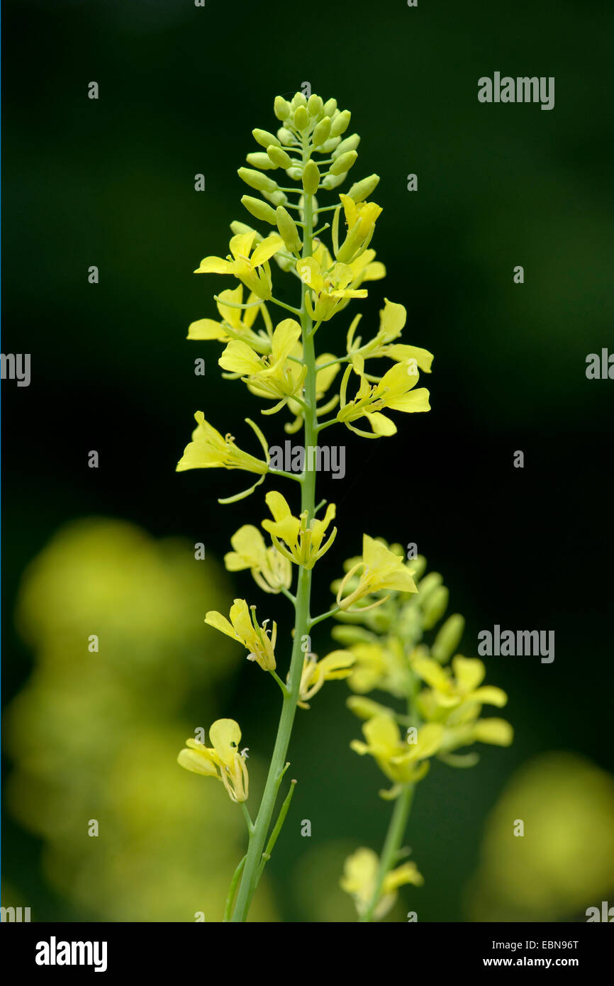 La moutarde noire (Brassica nigra), la floraison, Allemagne Banque D'Images