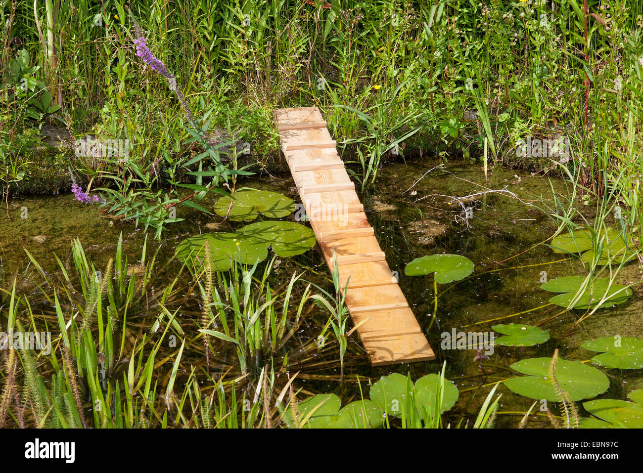 Étang de jardin avec hérisson climbing out, possibilité de sauvetage dans l'étang pour les hérissons et autres animaux morts dans l'eau, Allemagne Banque D'Images