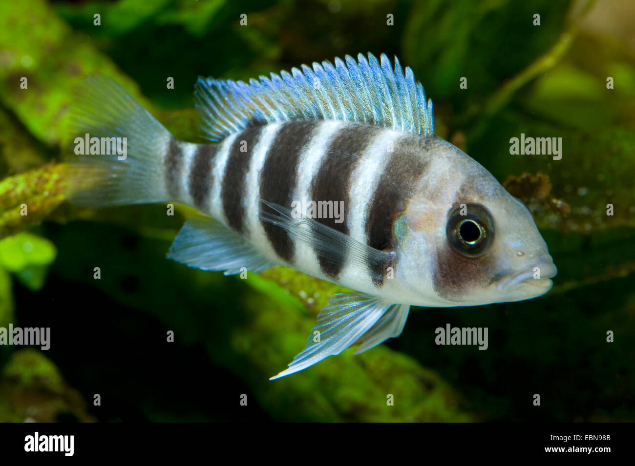 Cichlid c. Frontosa Cyphotilapia frontosa, (natation), Banque D'Images