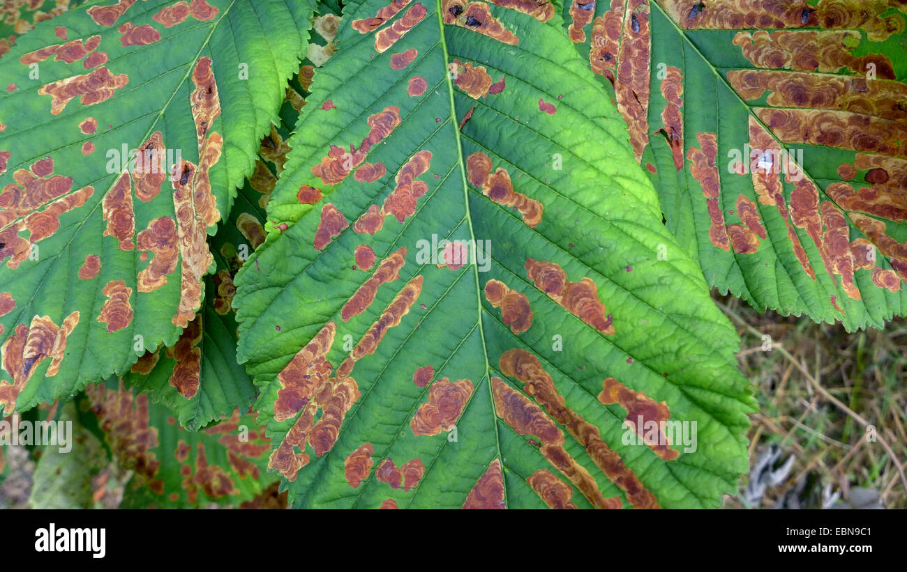 Mineuse marronnier (Cameraria ohridella), endommagé les feuilles de marronnier commun, Allemagne Banque D'Images