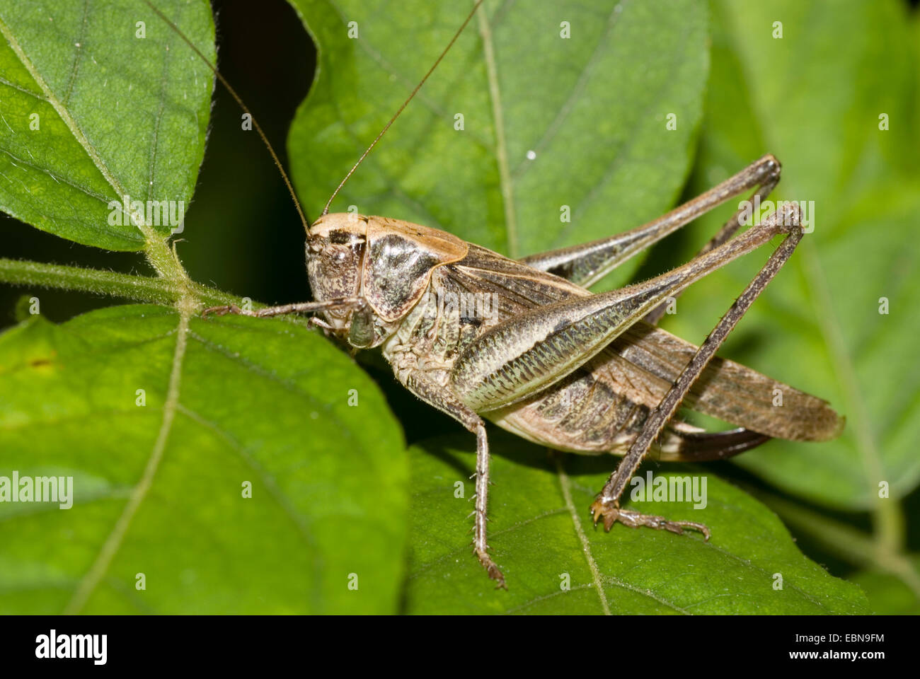 Western bushcricket, Gris, Gris de Cricket Bush Bush-Cricket (Platycleis albopunctata Platycleis, denticulata), femelle sur une feuille Banque D'Images