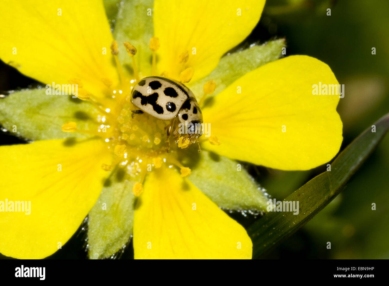 Seize-spot ladybird, 16-Spot Ladybird (Tytthaspis sedecimpunctata), au sujet d'Alpine, potentille Potentilla verna Banque D'Images
