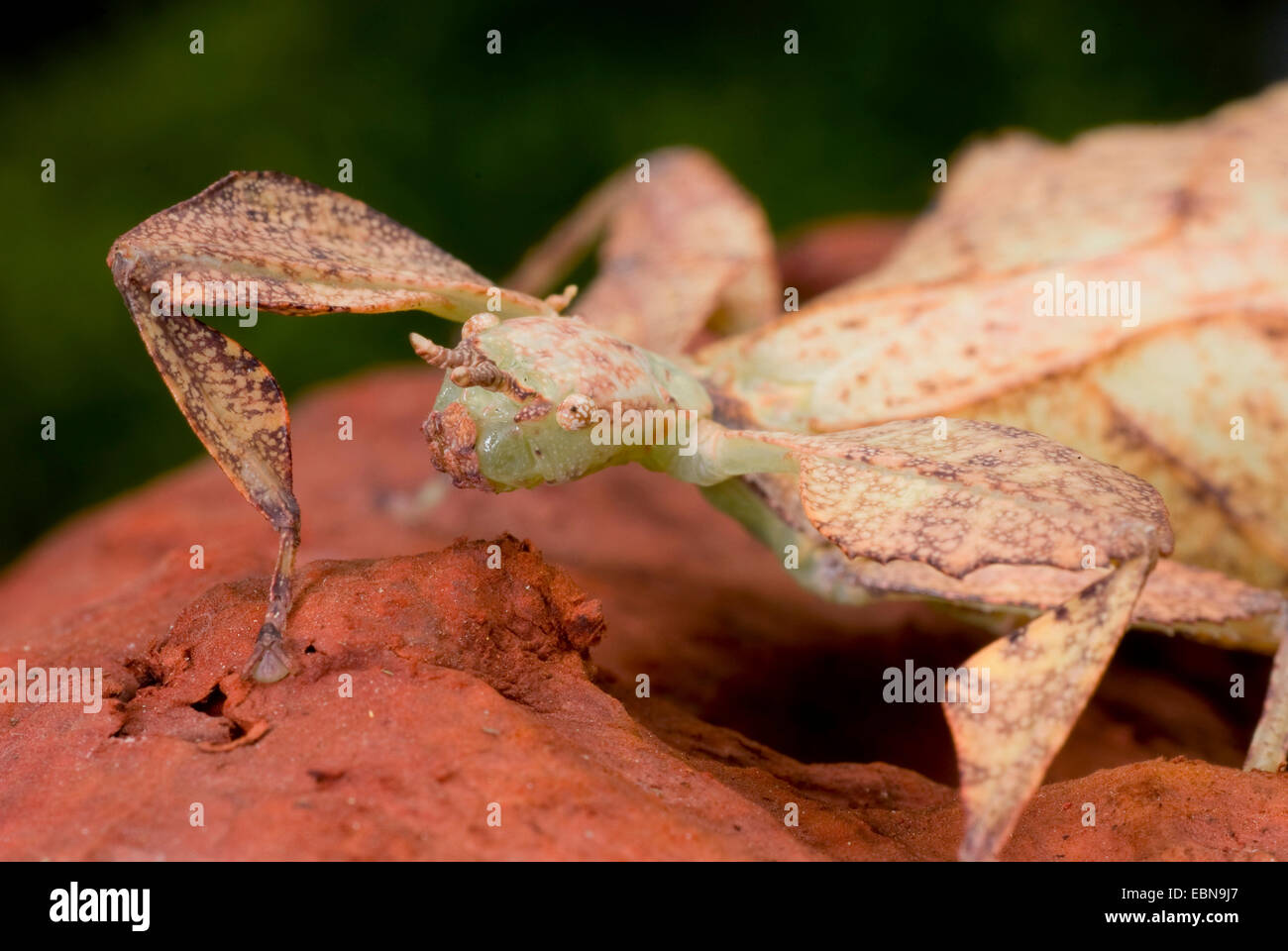 Leaf-Insect, insectes foliaires (Phyllium siccifolium), portrait Photo ...
