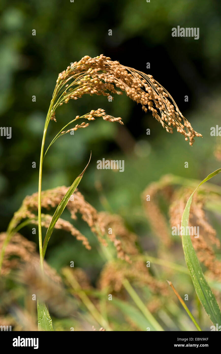 Le millet commun, millet, wild-panic millet (Panicum miliaceum), panicule Banque D'Images