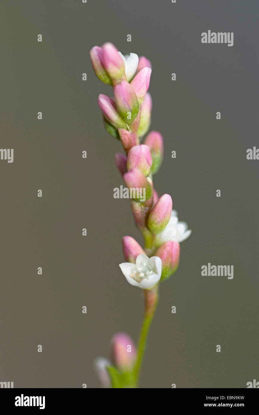 L'eau sans goût de poivre (Persicaria mitis, Polygonum persicaria, acariens dubia), inflorescence, Allemagne Banque D'Images