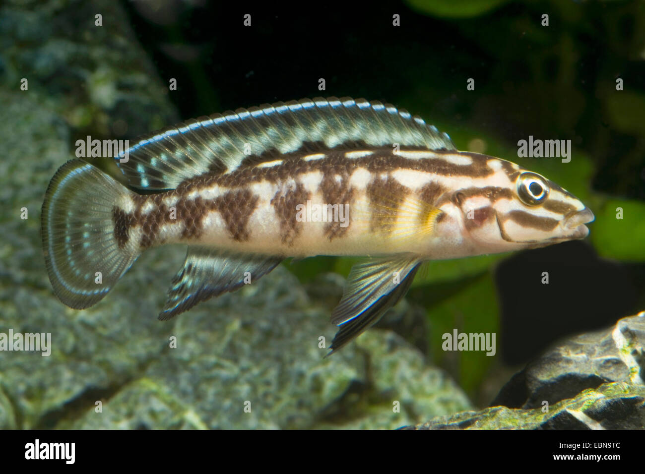 Cichlid mince damier, Marlier'S Julie (Julidochromis marlieri), natation Banque D'Images