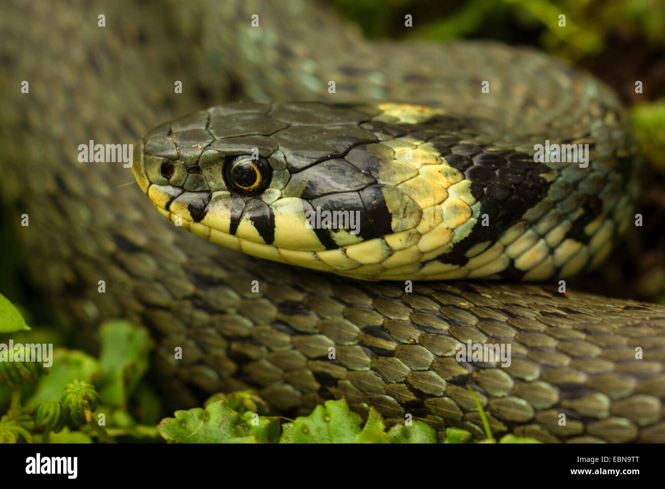 Couleuvre à collier (Natrix natrix), portrait, femme, Allemagne, Bavière Banque D'Images