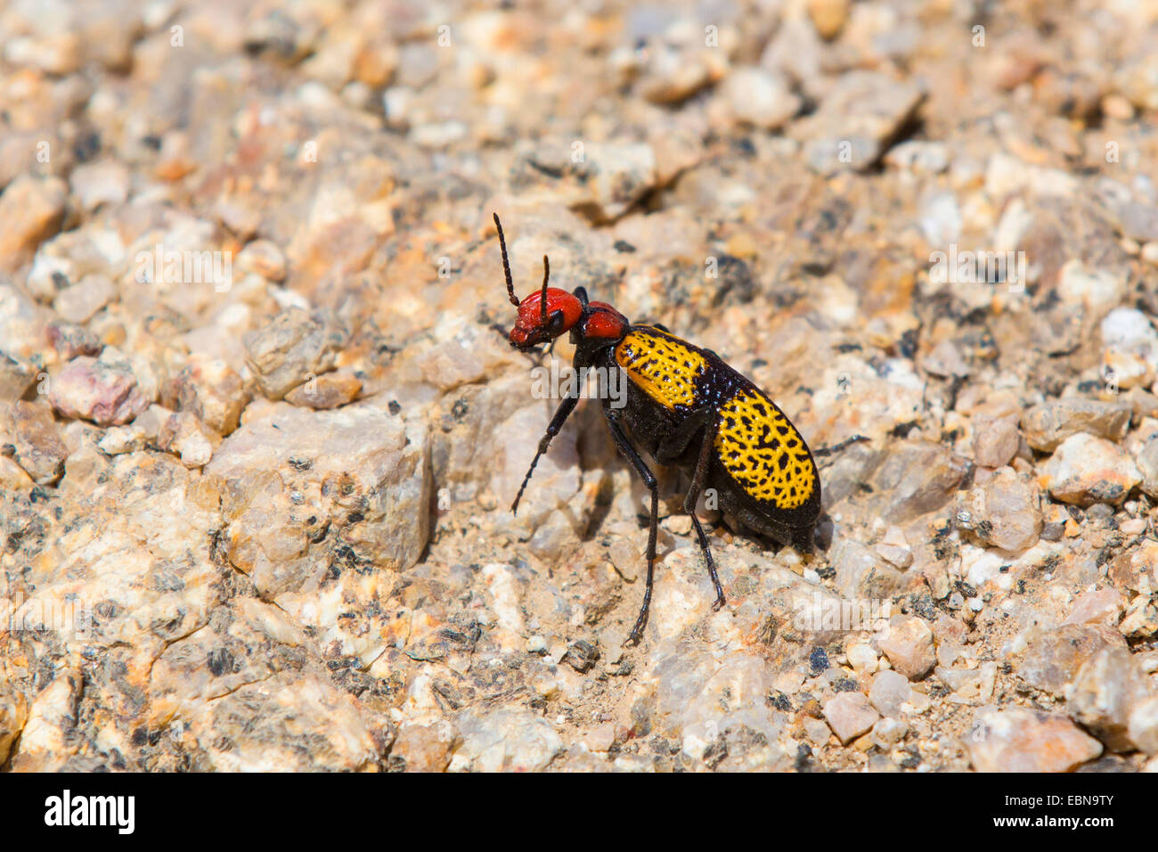 Croix de fer Blister Beetle (Tegrodera aloga), la marche sur le sol rocheux, USA, Arizona, Phoenix, Pinnacle Peak Banque D'Images