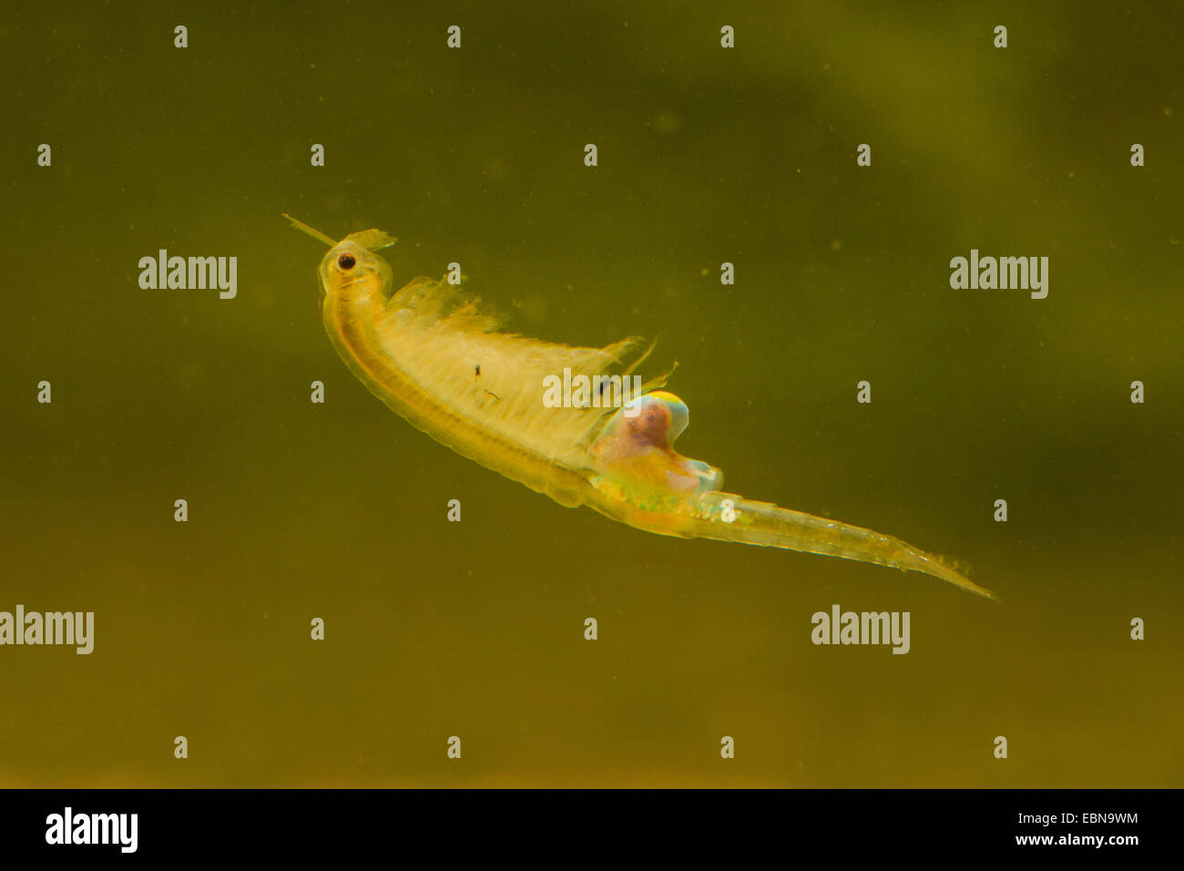 Branchipes (Branchipus schaefferi stagnalis, Branchipus), femme natation Banque D'Images