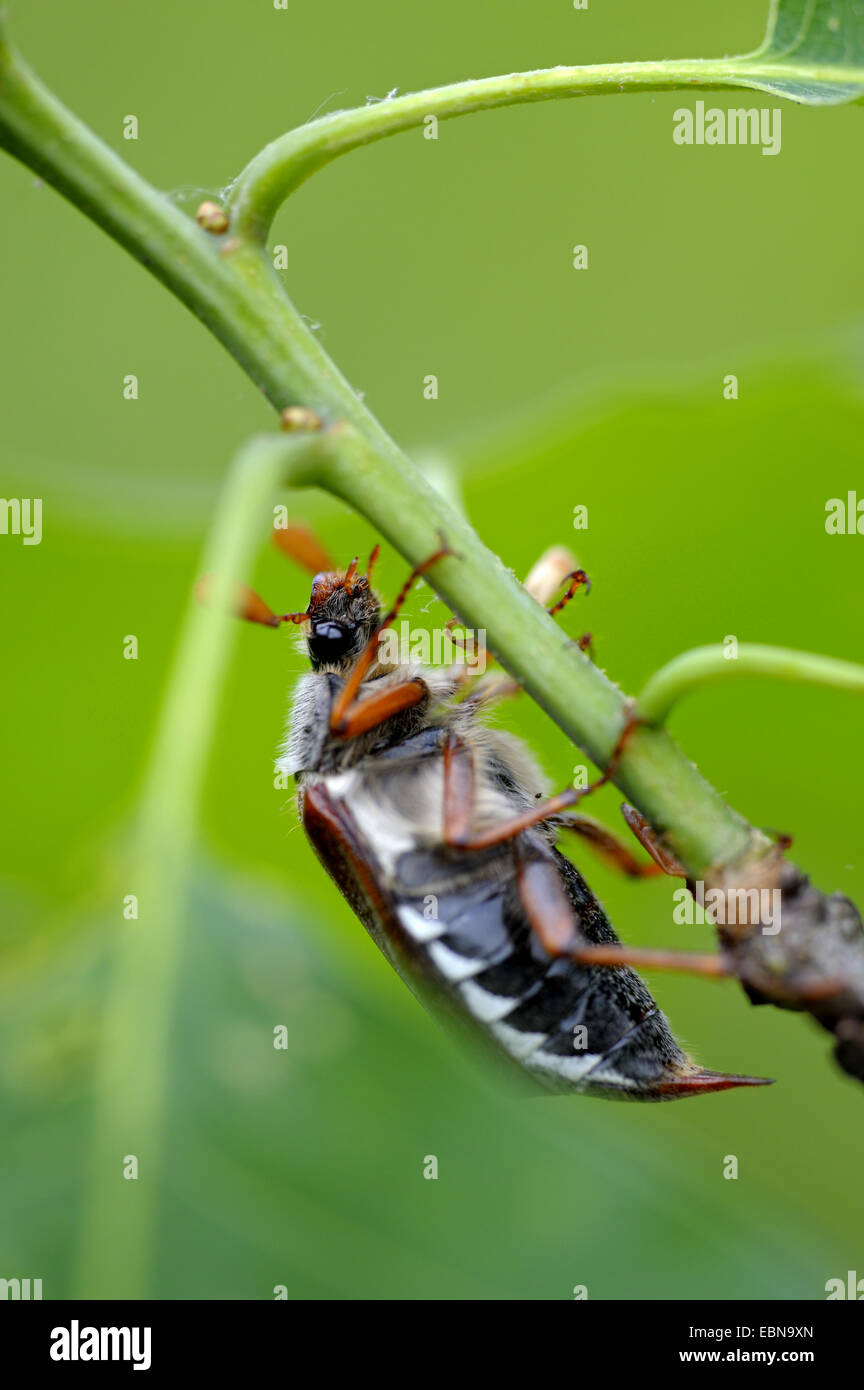 Catégorie : commune, maybug (Melolontha melolontha), homme sur un rameau de chêne, Allemagne, Rhénanie du Nord-Westphalie Banque D'Images