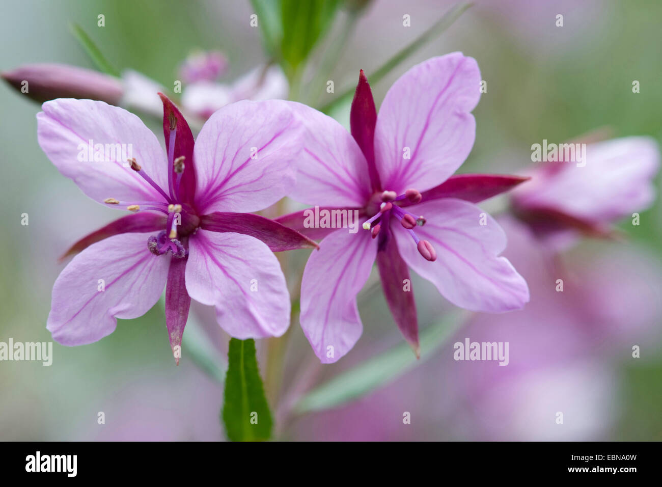 Fleischer's épilobe à feuilles étroites (Epilobium fleischeri), fleurs, Suisse Banque D'Images