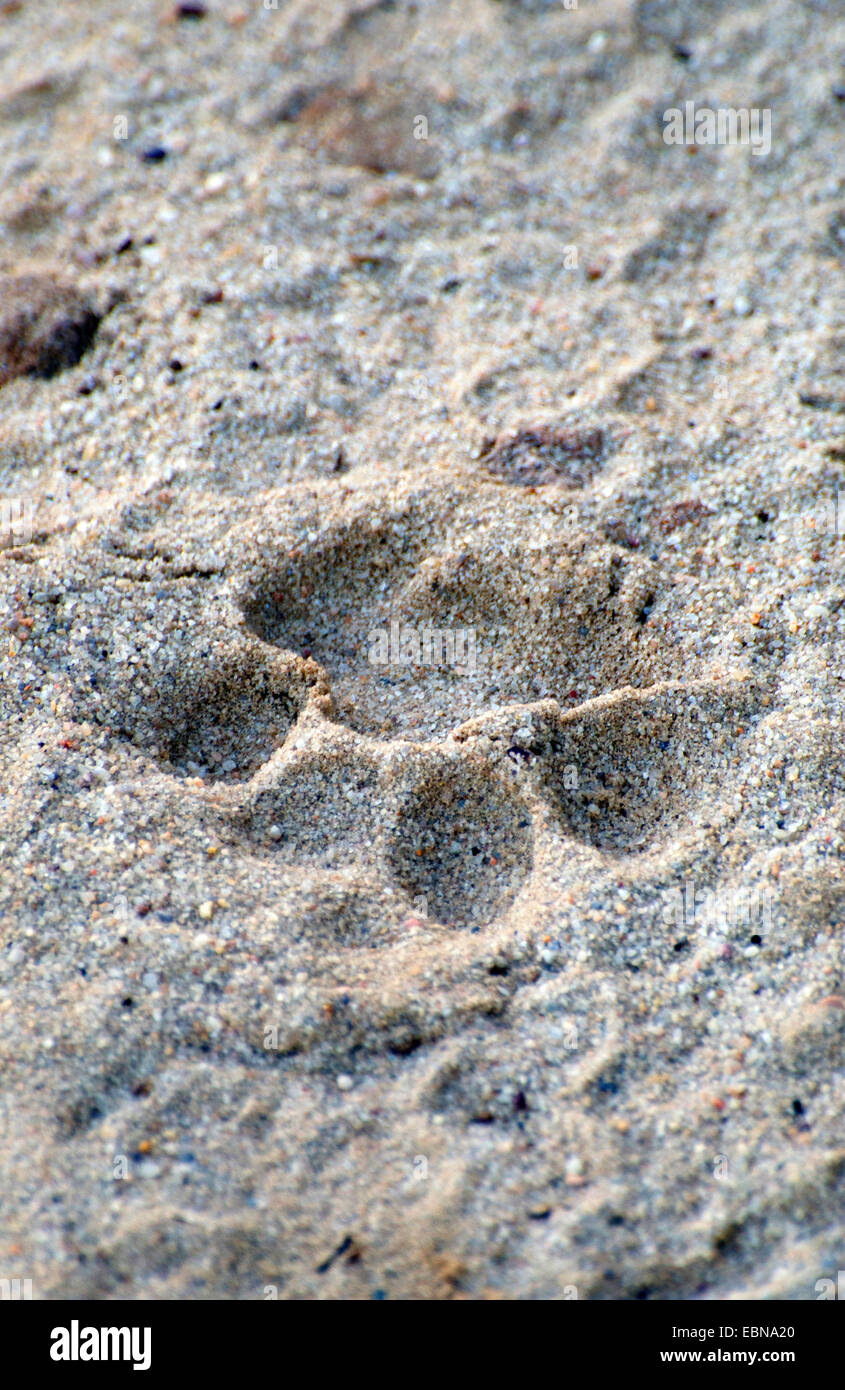 Tigre du Bengale (Panthera tigris tigris), imprimer des pieds dans le sable, de l'Inde, le Madhya Pradesh, Bandhavgarh National Park Banque D'Images
