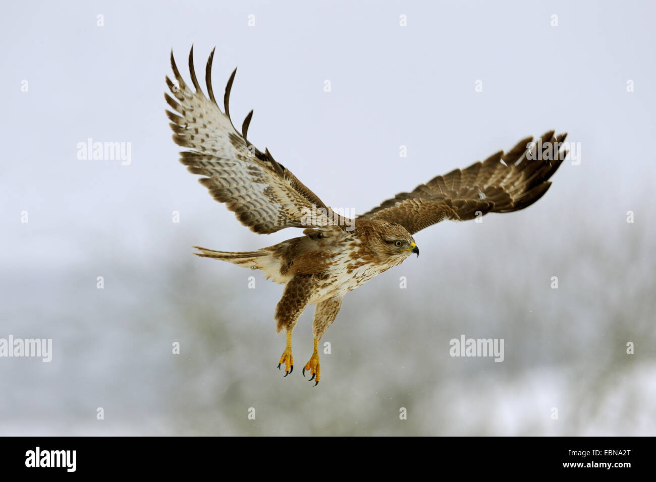 Eurasian buzzard (Buteo buteo), en vol, l'Allemagne, Bade-Wurtemberg Banque D'Images