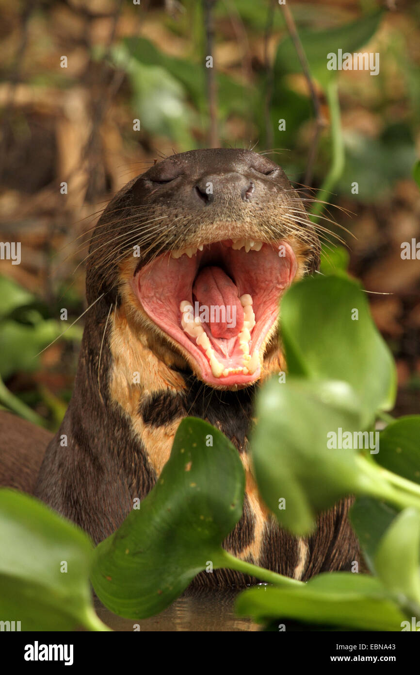 La loutre géante (Pteronura brasiliensis), assis au milieu des jacinthes d'eau et les bâillements, Brésil, Mato Grosso, Pantanal Banque D'Images