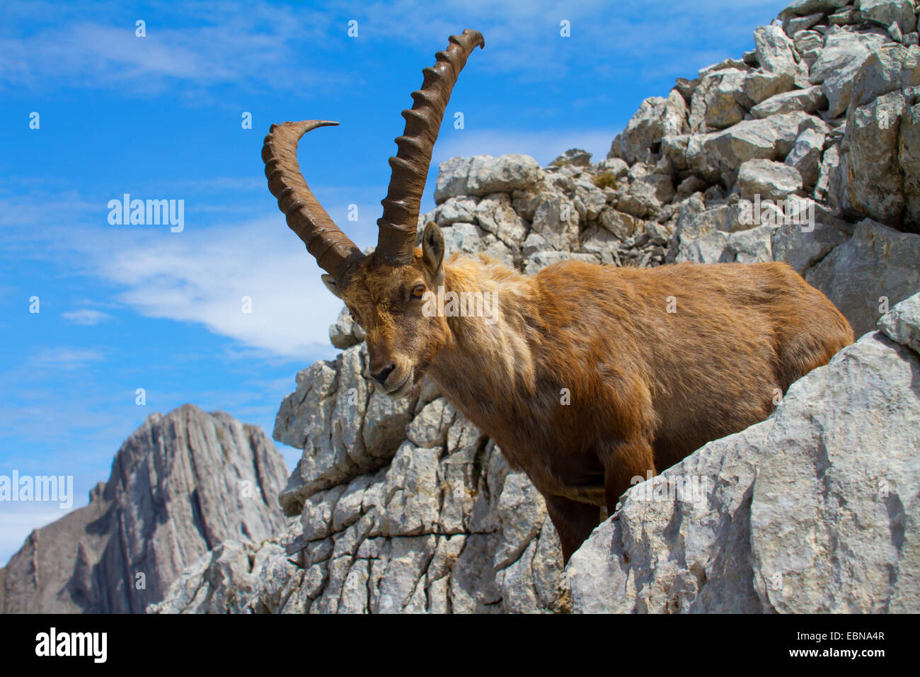 Bouquetin des Alpes (Capra ibex, Capra ibex ibex), dans un paysage rocheux, la Suisse, l'Alpstein, Altmann Banque D'Images