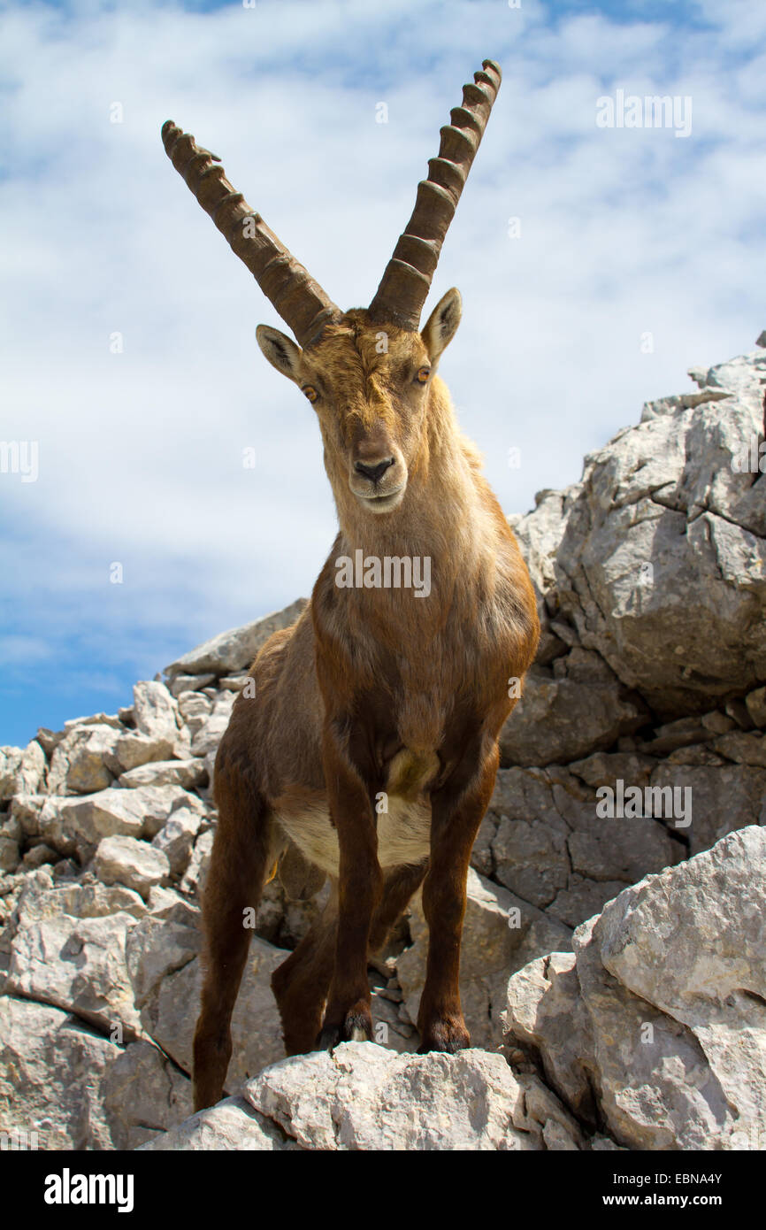 Bouquetin des Alpes (Capra ibex, Capra ibex ibex), debout dans un paysage rocheux, la Suisse, l'Alpstein, Saentis Banque D'Images