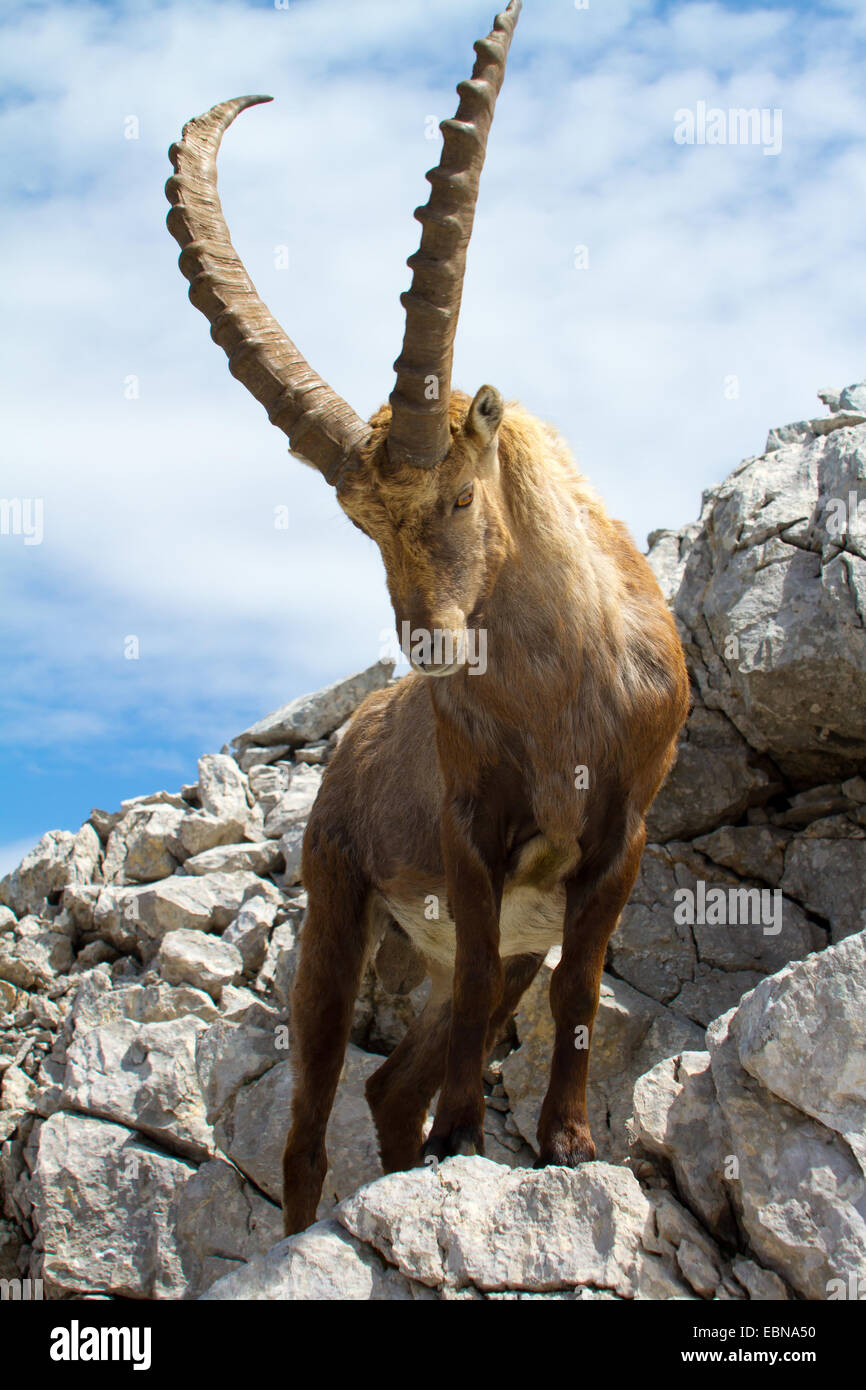 Bouquetin des Alpes (Capra ibex, Capra ibex ibex), debout dans un paysage rocheux, la Suisse, l'Alpstein, Saentis Banque D'Images