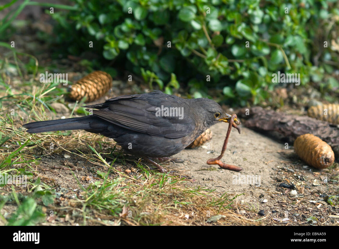 Blackbird (Turdus merula), femme nourrissant un ver de pluie de la forêt-de-chaussée, Allemagne Banque D'Images