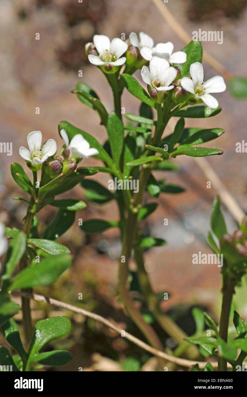 À feuilles de cresson amer Reseda, Billeri pennato (Cardamine resedifolia), la floraison, Suisse Banque D'Images
