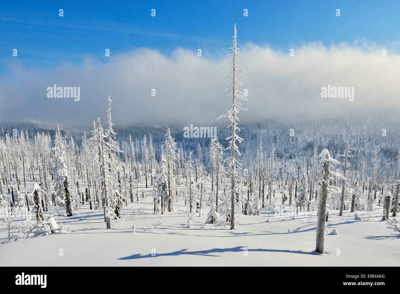 Forêt de conifères couverts de neige en hiver, en Allemagne, en Bavière, le Parc National de la forêt bavaroise, Lusen Banque D'Images