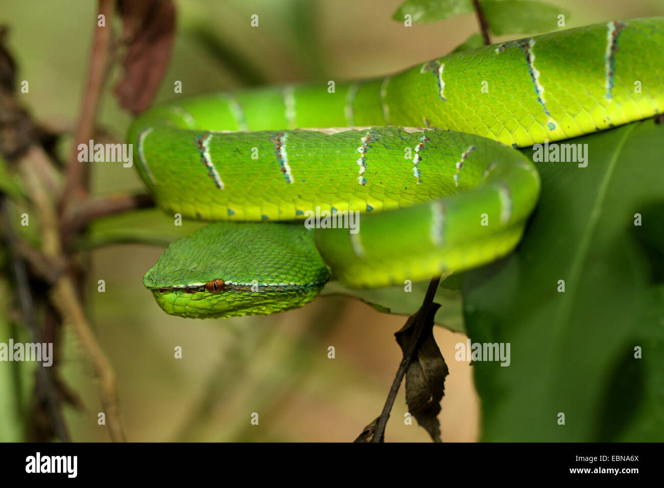 Wagler's Pit Viper, Viper's palm Wagler (Trimeresurus wagleri Tropidolaemus wagleri), sinueuse, sur une branche, la Malaisie, Sarawak, parc national de Bako Banque D'Images